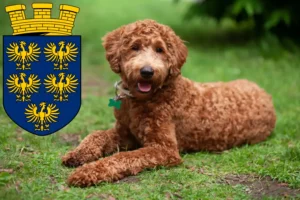 Read more about the article Labradoodle breeders and puppies in Lower Austria