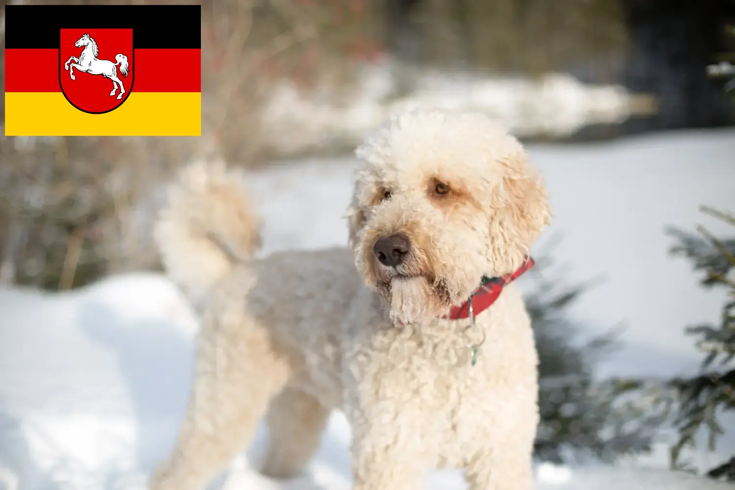 Read more about the article Labradoodle breeders and puppies in Lower Saxony