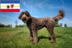 Read more about the article Labradoodle breeders and puppies in Mecklenburg-Vorpommern