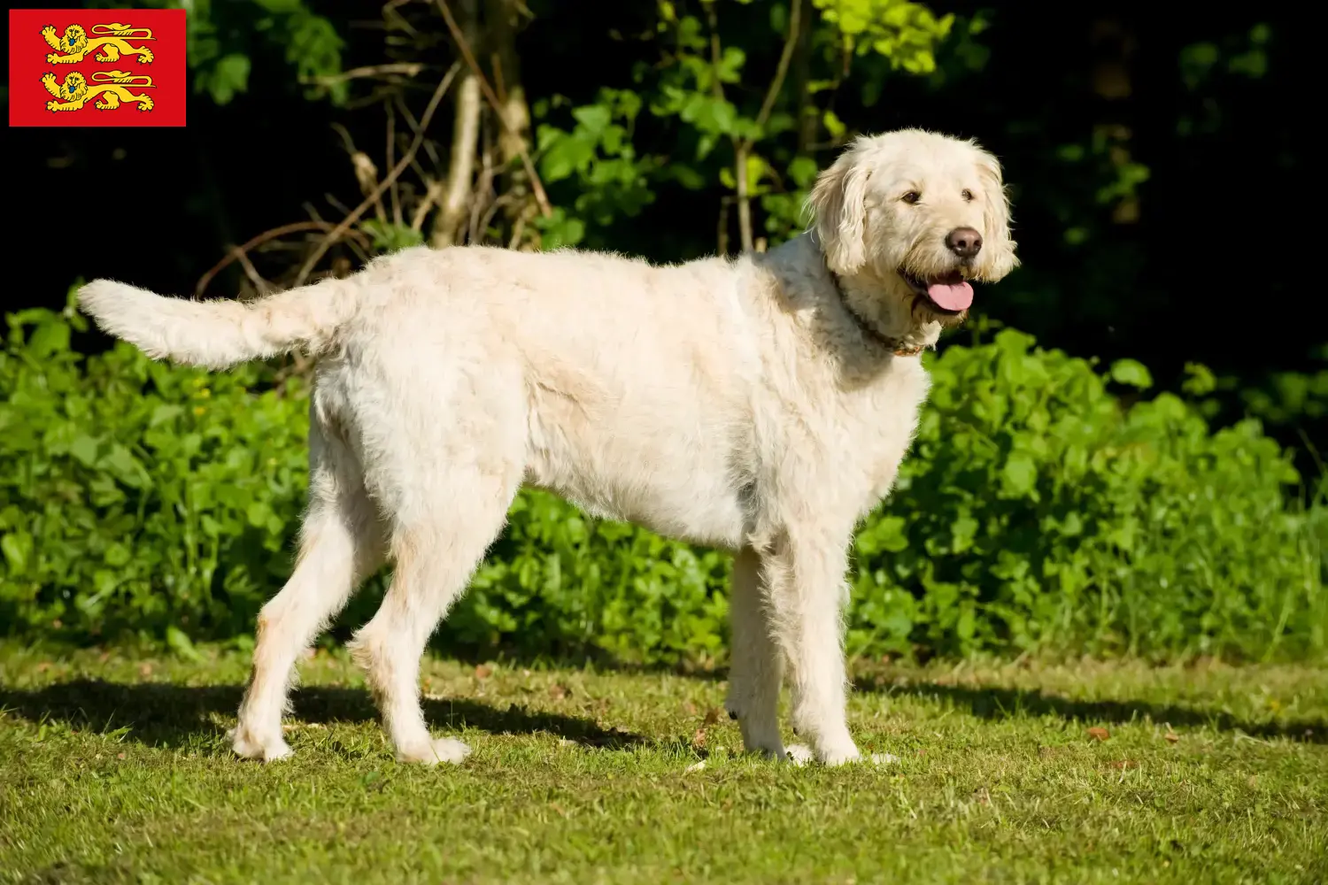 Read more about the article Labradoodle breeders and puppies in Normandy