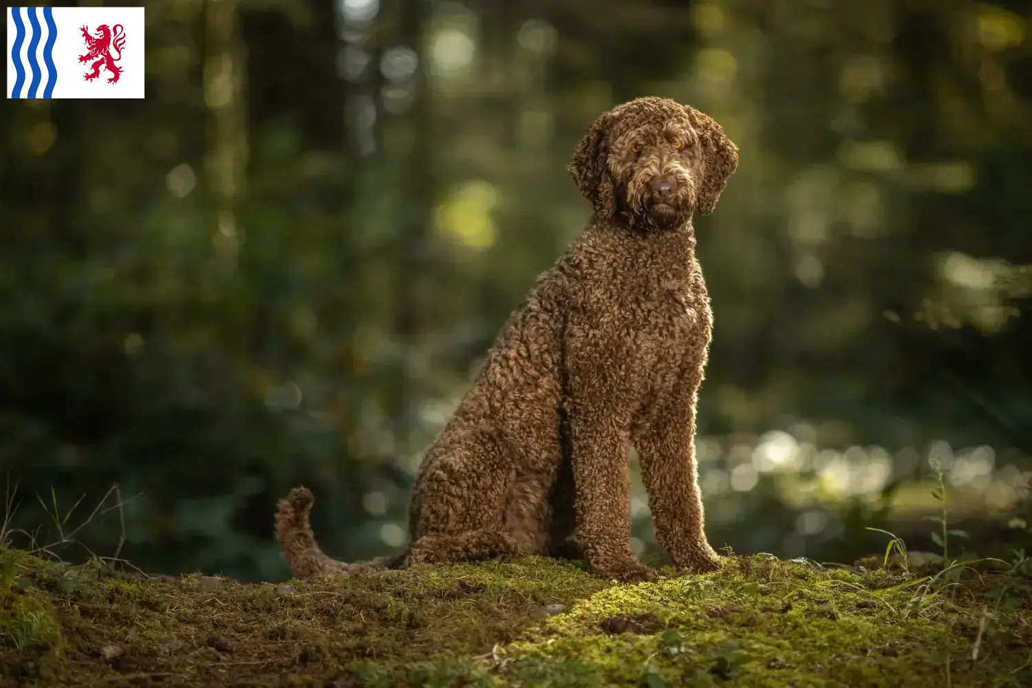 Read more about the article Labradoodle breeders and puppies in Nouvelle-Aquitaine