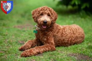 Read more about the article Labradoodle breeders and puppies in Pays de la Loire