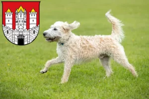 Read more about the article Labradoodle breeders and puppies in Salzburg