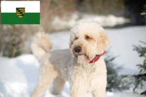 Read more about the article Labradoodle breeders and puppies in Saxony