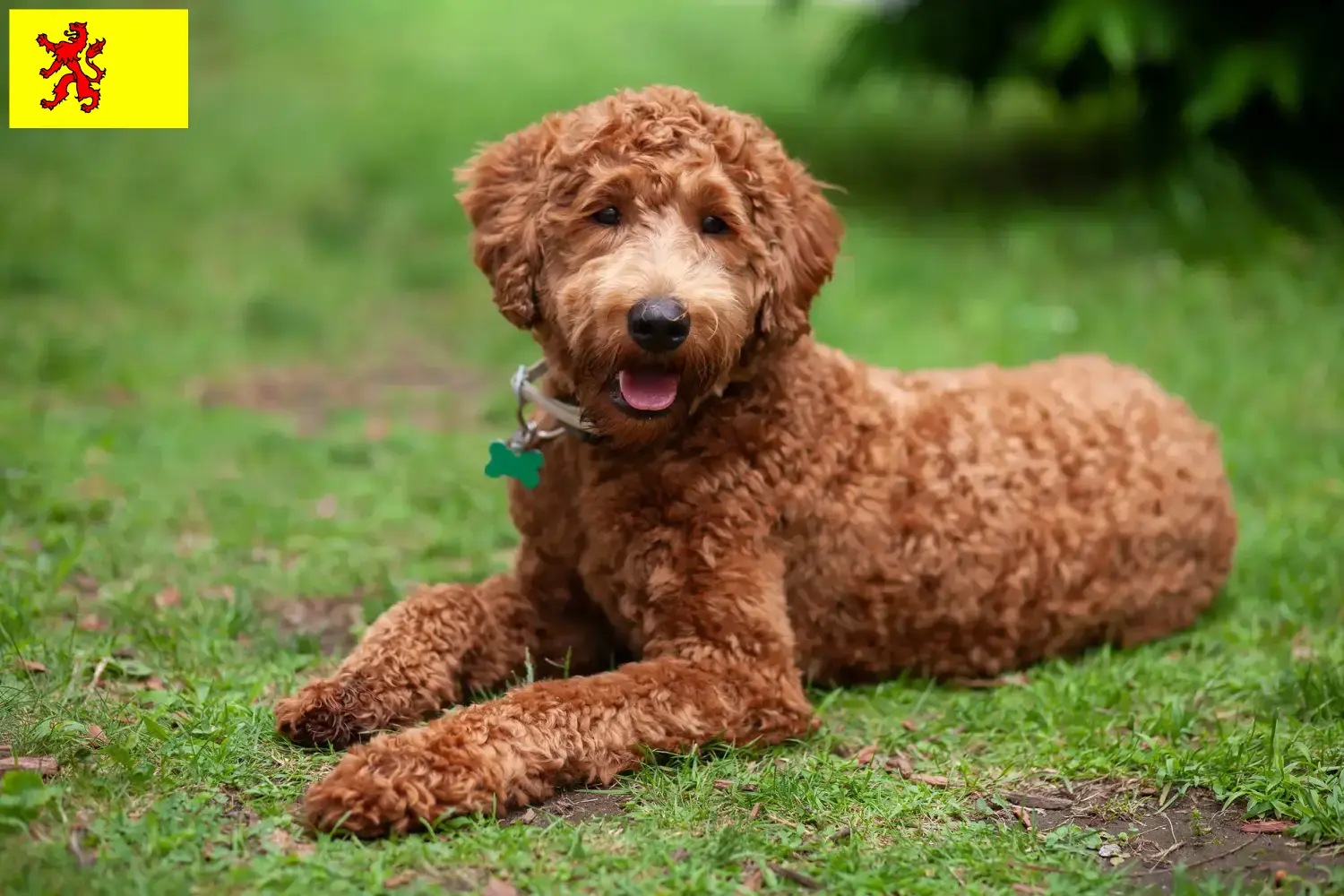 Read more about the article Labradoodle breeders and puppies in South Holland