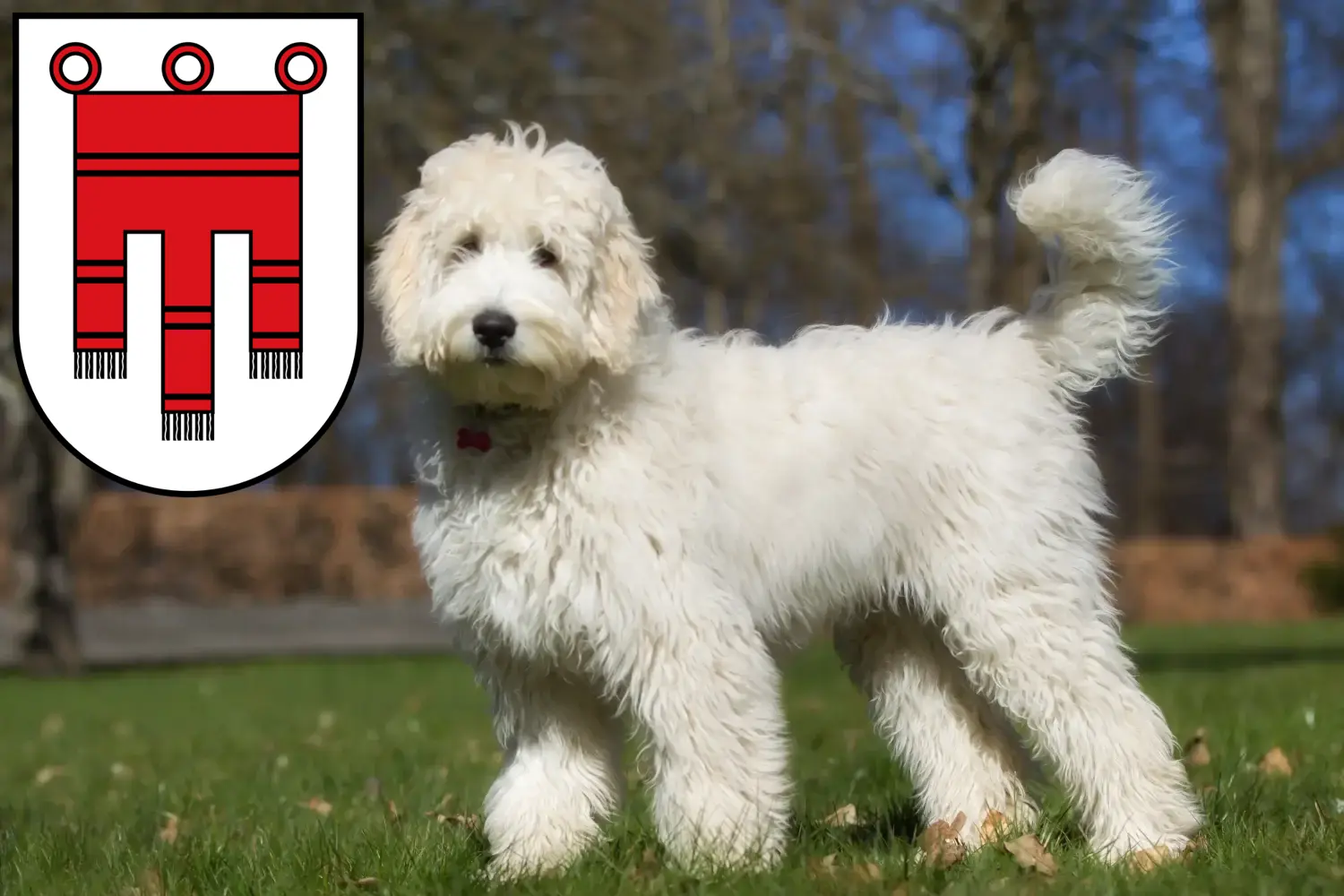 Read more about the article Labradoodle breeders and puppies in Vorarlberg