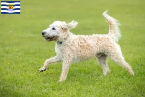 Read more about the article Labradoodle breeders and puppies in Zeeland