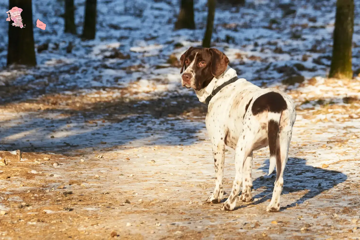 Read more about the article Old Danish Pointing Dog breeder and puppies in Hovedstaden