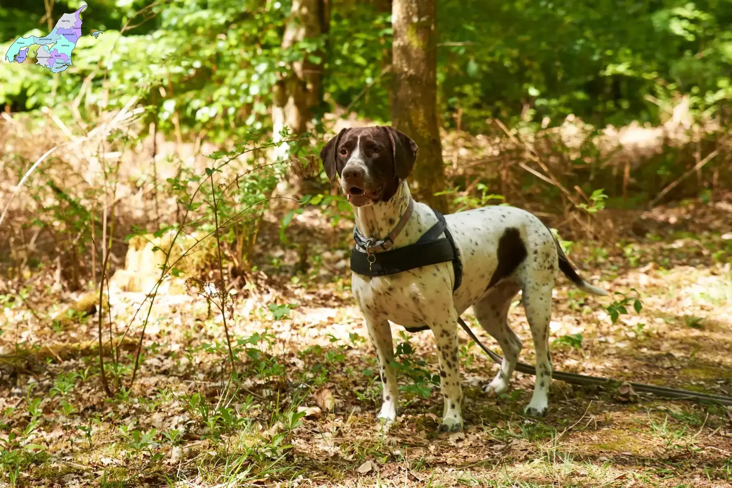 Read more about the article Old Danish Pointing Dog breeders and puppies in North Jutland