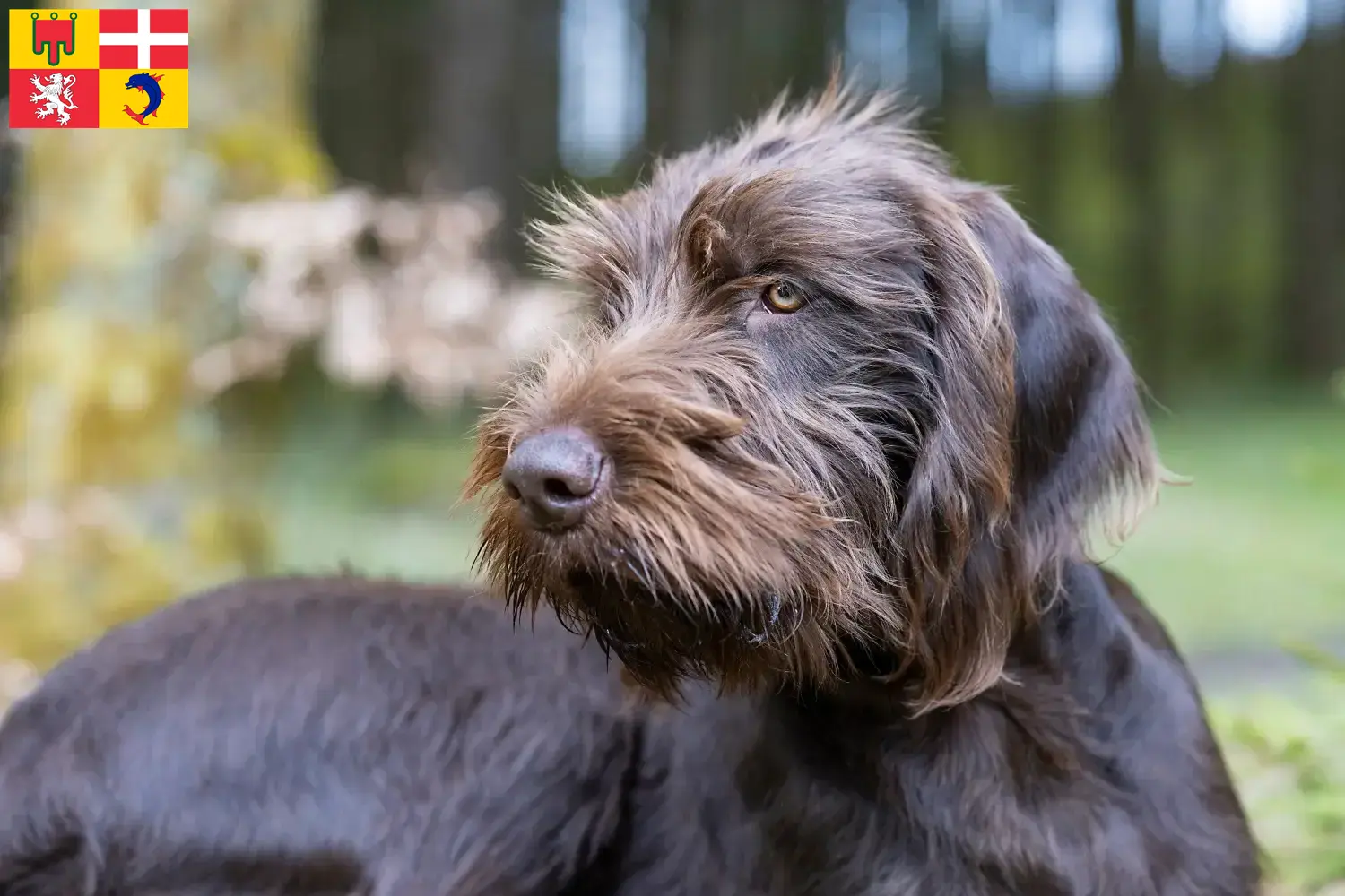 Read more about the article Pudelpointer breeders and puppies in Auvergne-Rhône-Alpes