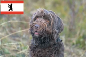 Read more about the article Pudelpointer breeders and puppies in Berlin