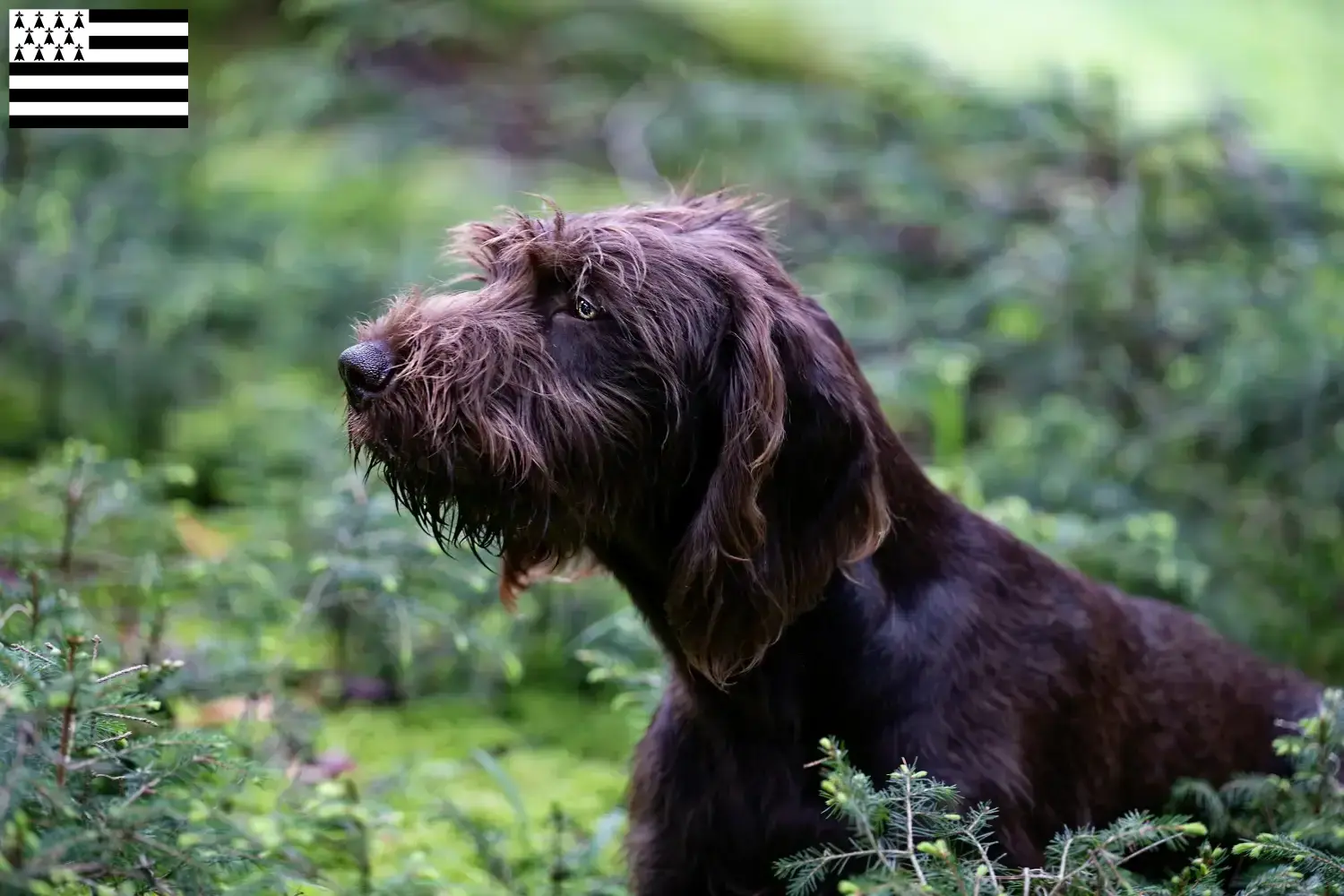 Read more about the article Poodle pointer breeders and puppies in Brittany