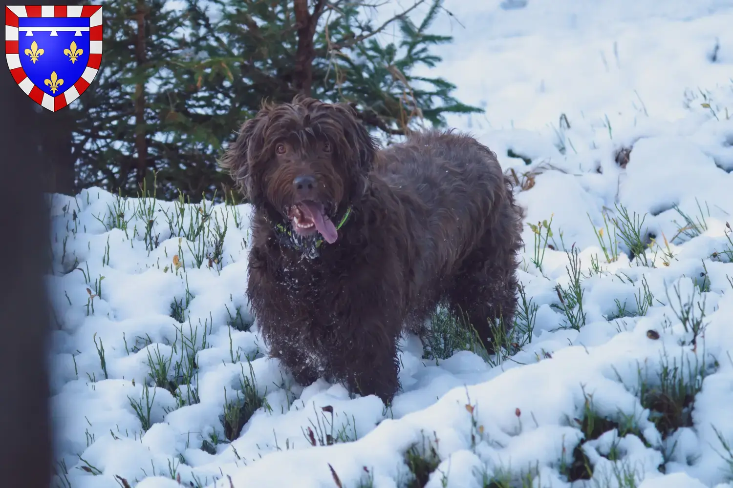 Read more about the article Poodle pointer breeders and puppies in Centre-Val de Loire