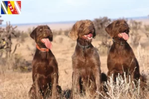 Read more about the article Pudelpointer breeders and puppies in Grand Est