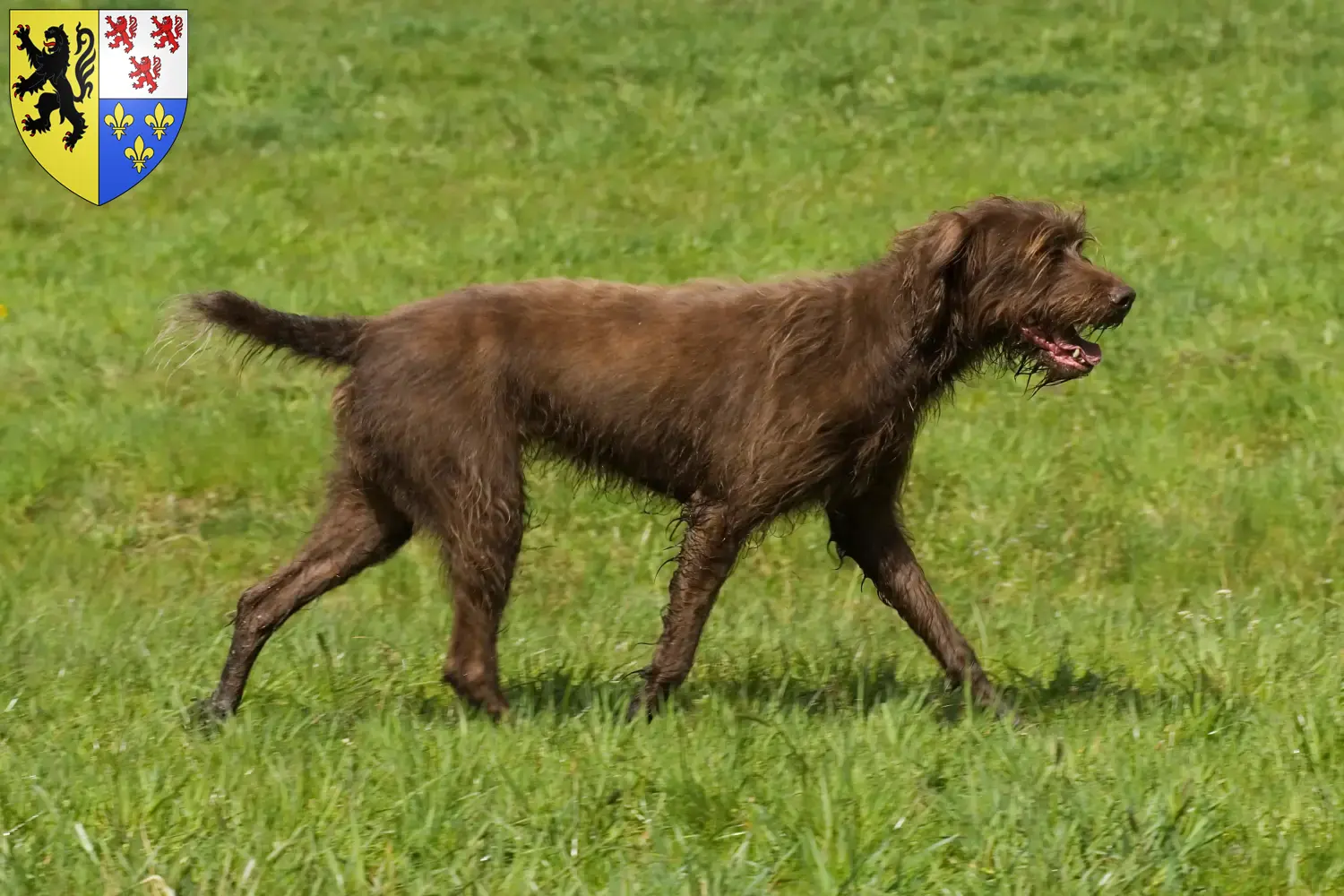 Read more about the article Poodle pointer breeders and puppies in Hauts-de-France