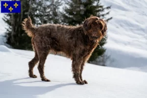 Read more about the article Poodle pointer breeders and puppies in Île-de-France