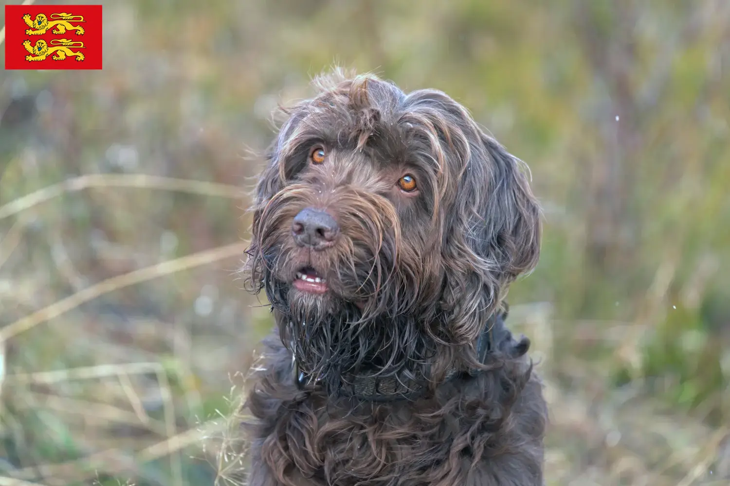 Read more about the article Pudelpointer breeders and puppies in Normandy