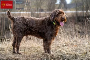 Read more about the article Poodle pointer breeders and puppies in Occitania