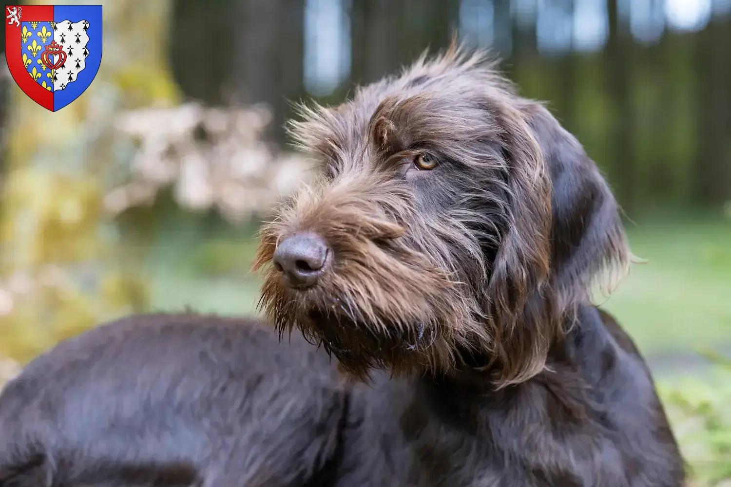 Read more about the article Pudelpointer breeders and puppies in Pays de la Loire