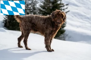 Read more about the article Pudelpointer breeders and puppies in Bavaria