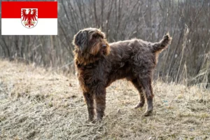 Read more about the article Pudelpointer breeders and puppies in Brandenburg