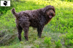 Read more about the article Pudelpointer breeders and puppies in Corsica