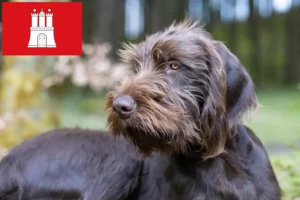 Read more about the article Pudelpointer breeders and puppies in Hamburg