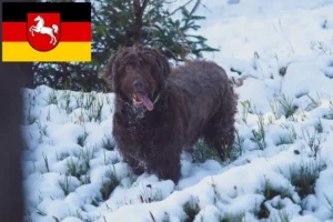 Read more about the article Pudelpointer breeders and puppies in Lower Saxony