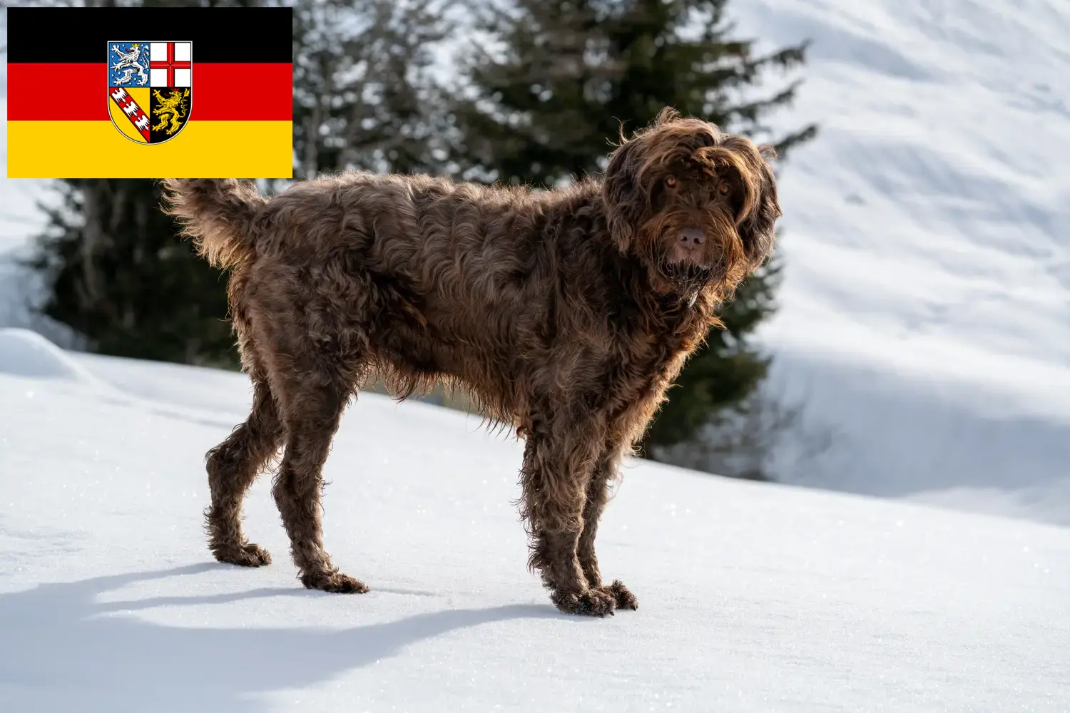 Read more about the article Pudelpointer breeders and puppies in Saarland