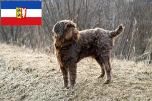 Read more about the article Pudelpointer breeders and puppies in Schleswig-Holstein