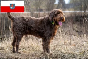 Read more about the article Pudelpointer breeders and puppies in Thuringia