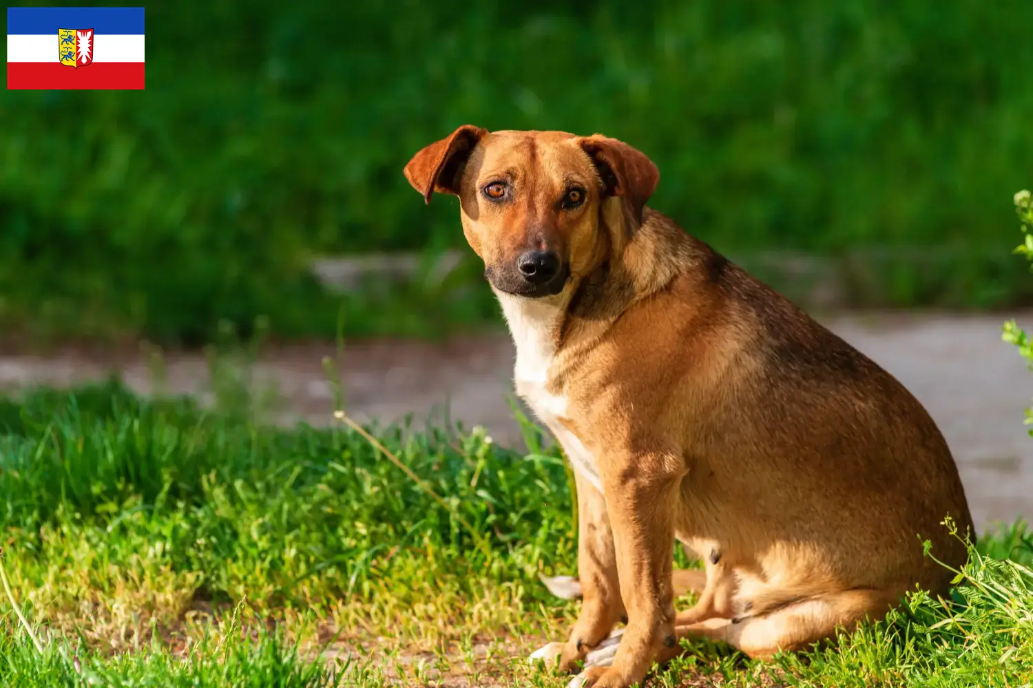 Read more about the article Austrian Pinscher breeder and puppies in Schleswig-Holstein