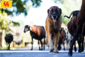 Read more about the article Cão Da Serra Da Estrela breeders and puppies in Walloon Region