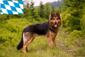 Read more about the article Chodský pes breeders and puppies in Bavaria