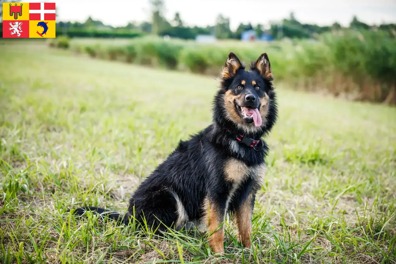 Read more about the article Chodský pes breeders and puppies in Auvergne-Rhône-Alpes