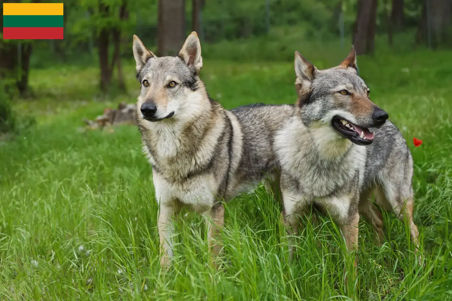 Read more about the article Czechoslovakian Wolfhound breeder and puppies in Lithuania