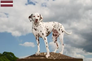 Read more about the article Dalmatian breeders and puppies in Latvia