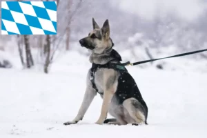 Read more about the article Eastern European Shepherd Dog Breeder and Puppies in Bavaria