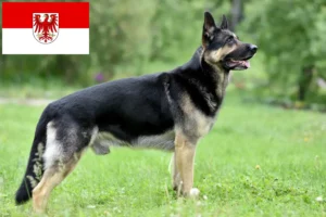 Read more about the article Eastern European Shepherd Dog Breeder and Puppies in Brandenburg