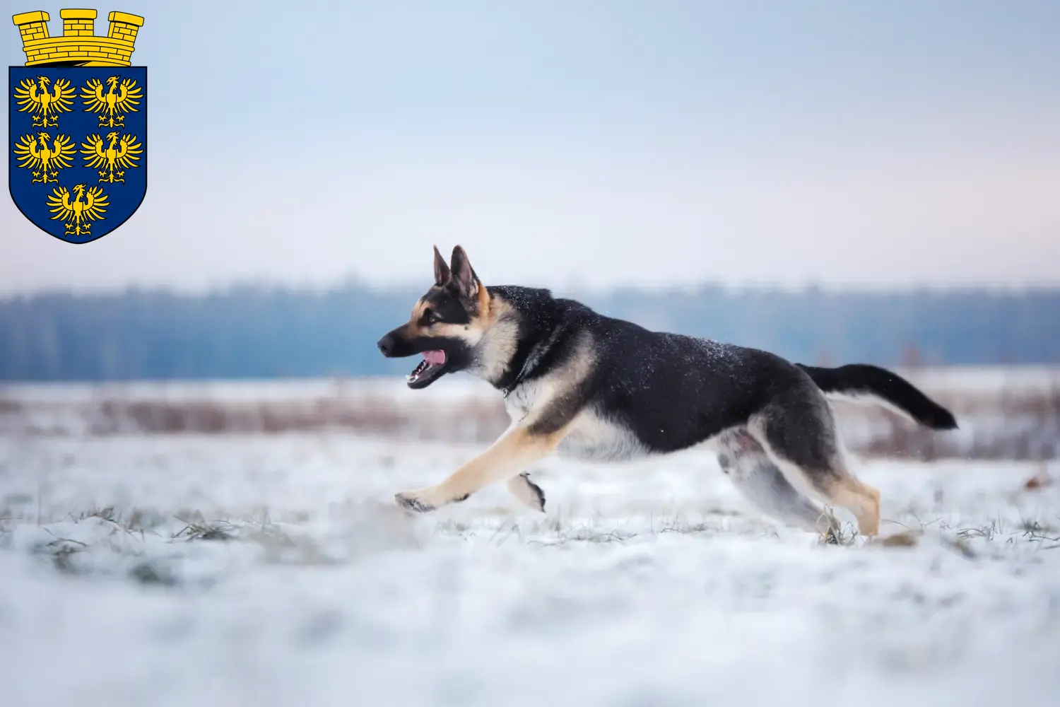 Read more about the article Eastern European Shepherd Dog Breeder and Puppies in Lower Austria