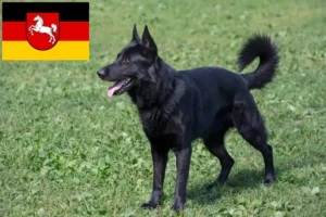 Read more about the article Eastern European Shepherd Dog Breeder and Puppies in Lower Saxony