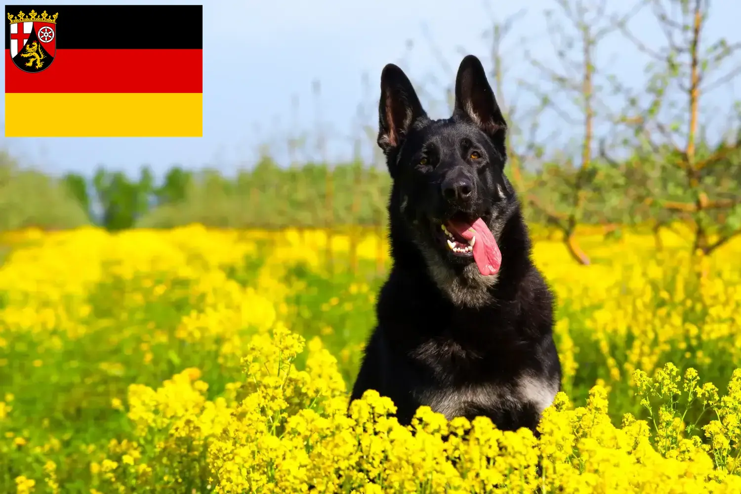 Read more about the article Eastern European Shepherd Dog Breeder and Puppies in Rhineland-Palatinate