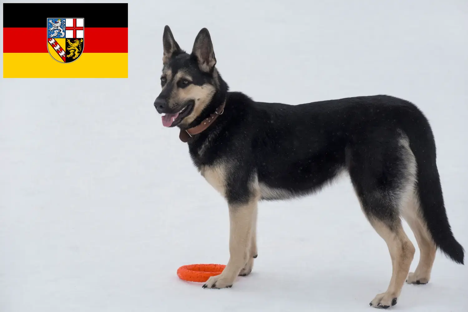 Read more about the article Eastern European Shepherd Dog Breeder and Puppies in Saarland