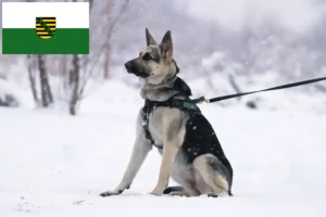 Read more about the article Eastern European Shepherd Dog Breeder and Puppies in Saxony