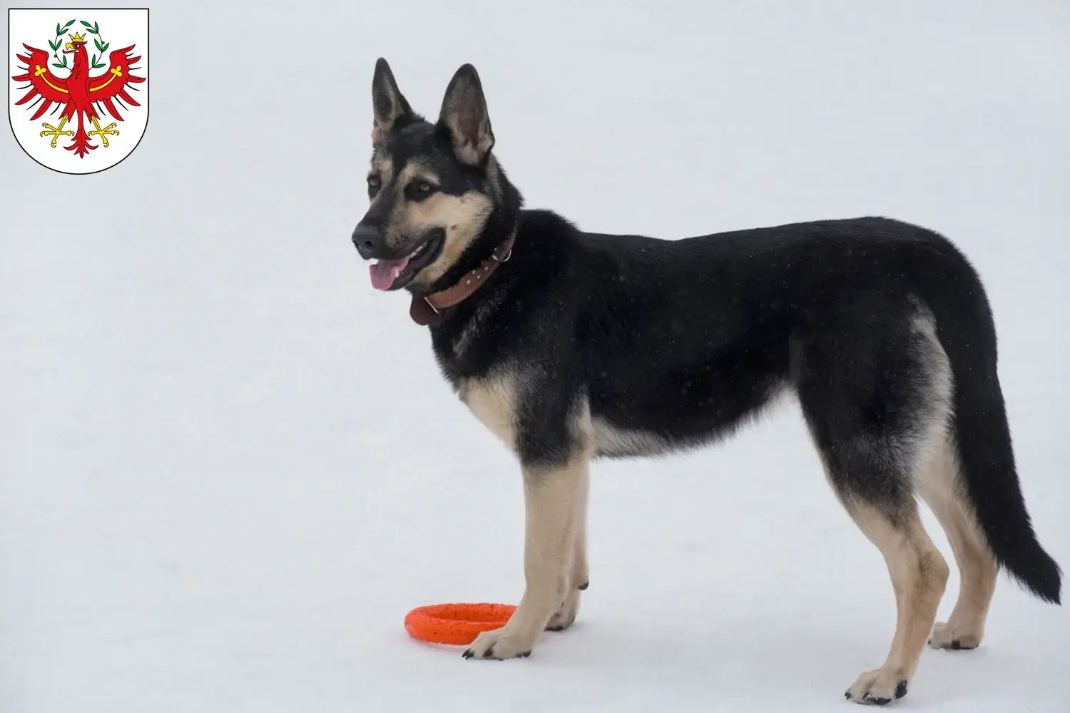 Read more about the article Eastern European Shepherd Dog Breeder and Puppies in Tyrol