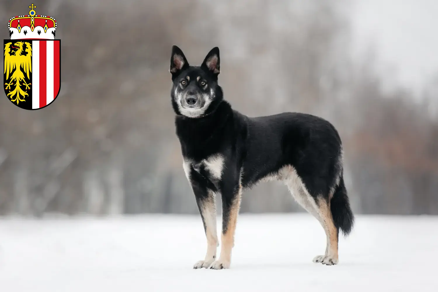 Read more about the article Eastern European Shepherd Dog Breeder and Puppies in Upper Austria