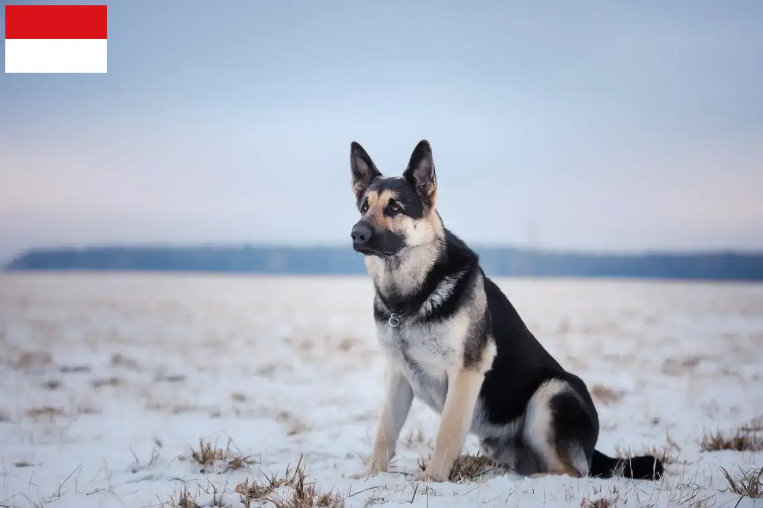 Read more about the article Eastern European Shepherd Dog Breeder and Puppies in Vienna