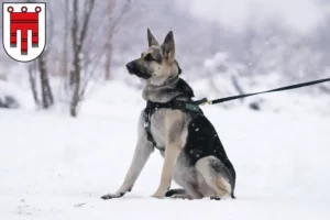 Read more about the article Eastern European Shepherd Dog Breeder and Puppies in Vorarlberg