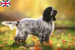 Read more about the article English Cocker Spaniel breeders and puppies in Great Britain