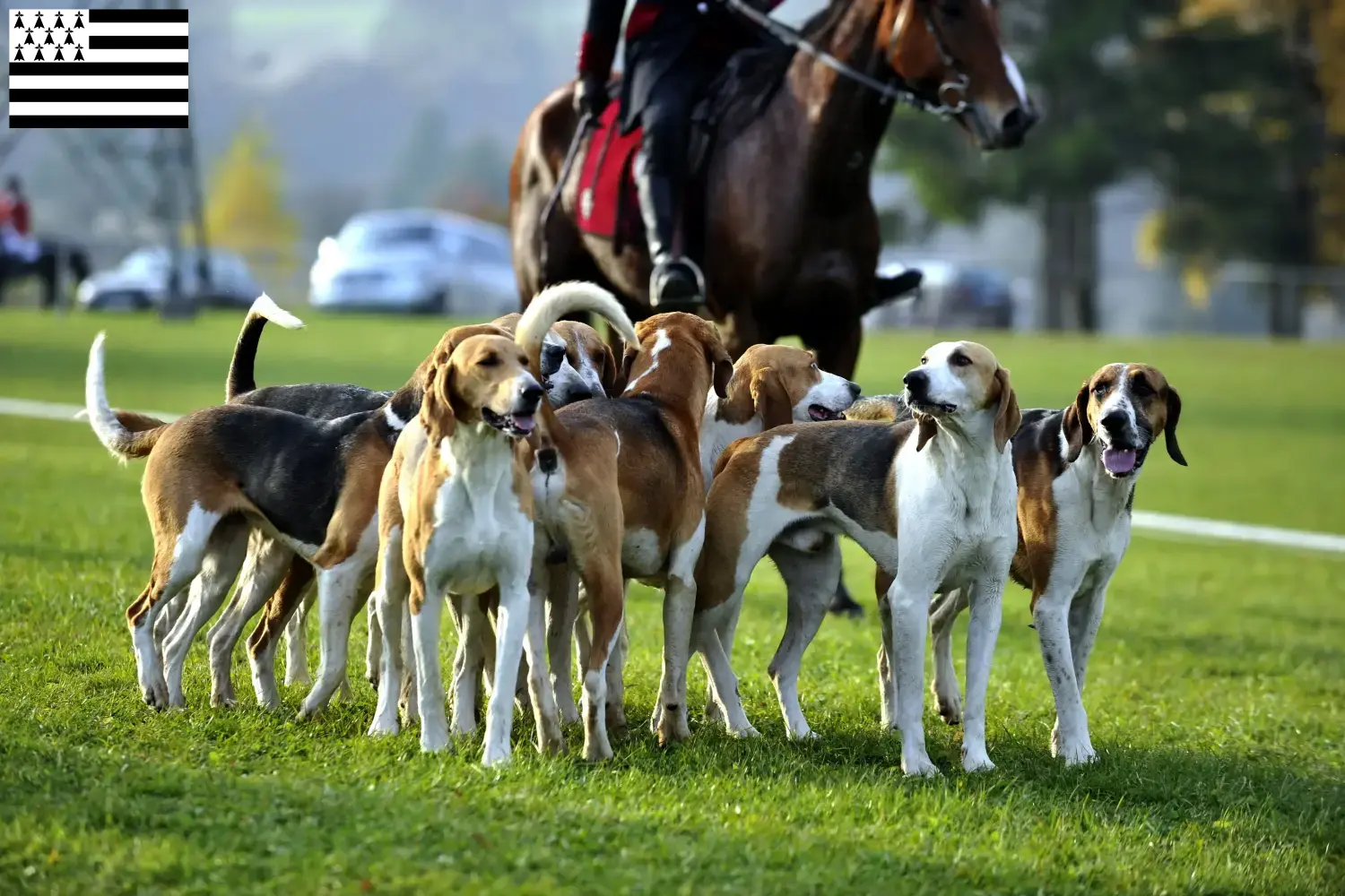 Read more about the article French hound breeder and puppies in Brittany